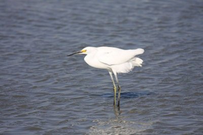 Snowy egret