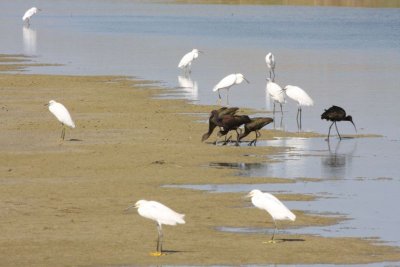 Snowy egrets and White-faced ibis
