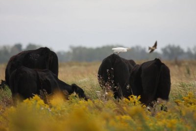 Cattle egret