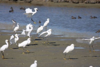 Snowy egrets