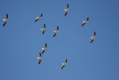 American white pelicans