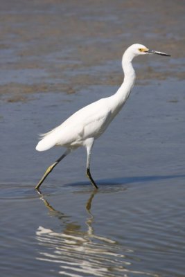 Snowy egret