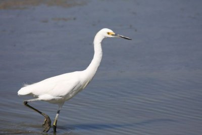 Snowy egret