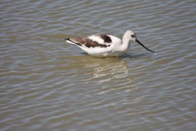 American avocetfemale