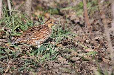 Northern bobwhite (female)