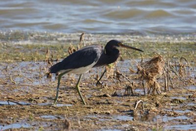 Tricolored heron