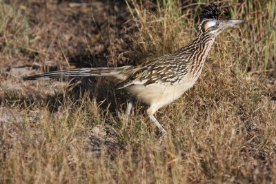 Greater roadrunner