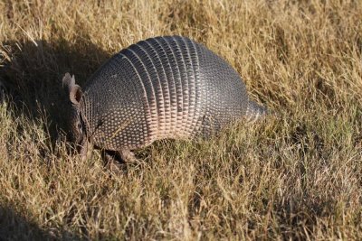 Nine-banded armadillo