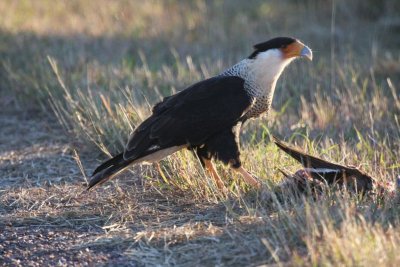 Crested caracara