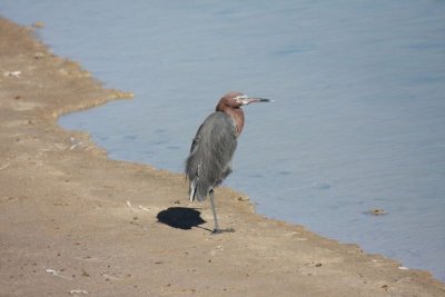 Reddish egret