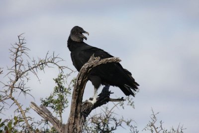 Black vulture