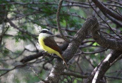 Great kiskadee