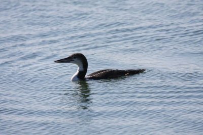 Common loon (adult)