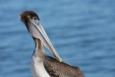 Brown pelican (immature)