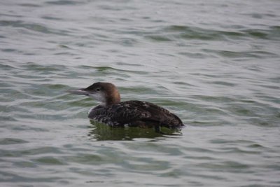 Common loon (first winter)