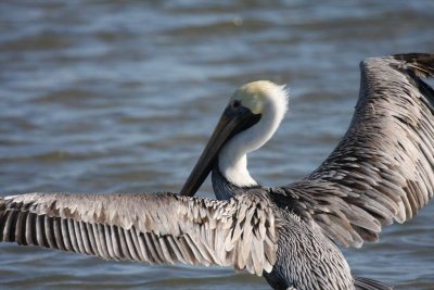 Pelicans and Cormorants