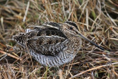 Wilson's snipe