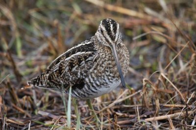 Wilson's snipe