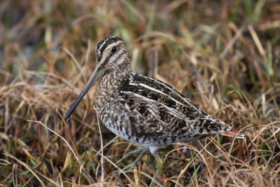Wilson's snipe