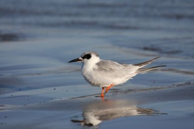 Forster's tern