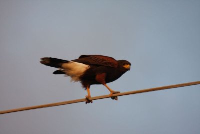 Harris's hawk