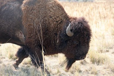 Bison