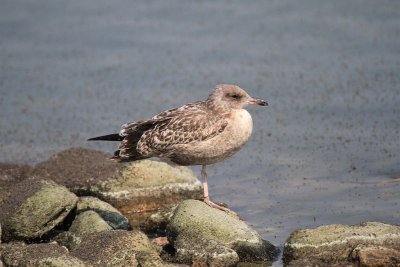 Ring-billed gull