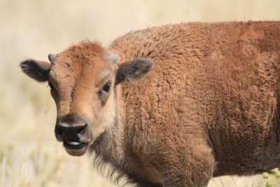 Antelope Island State Park---September 2012