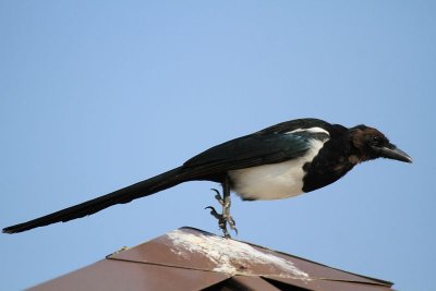 Black-billed magpie