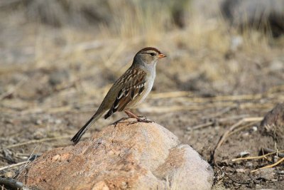 White-crowned sparrow juvenile