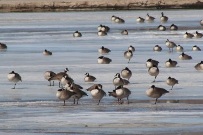 Canada and Cackling geese on the Platte River