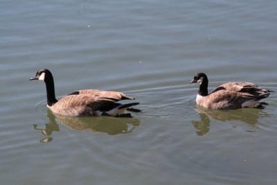 Cackling Geese
