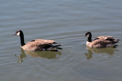 Canada and Cackling goose