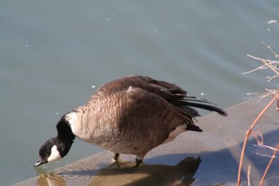 Cackling goose