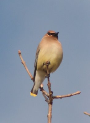 Cedar Waxwing