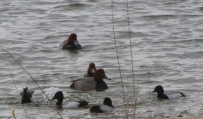 Greater Scaups and Redheads