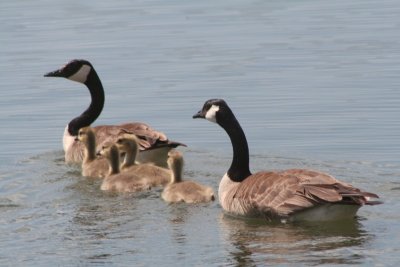 Canada geese and goslings