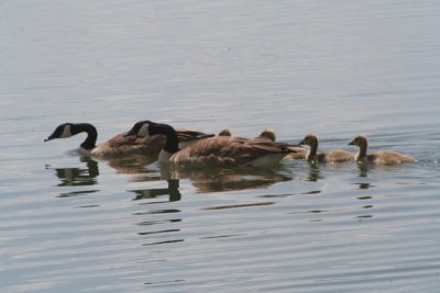 Canada geese and goslings