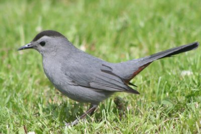 Gray Catbirds