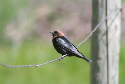 Brown-headed Cowbird