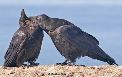 Ravens grooming