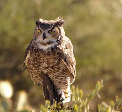 Great-Horned Owl (2)