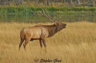 Bull Elk 