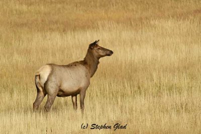 Cow Elk