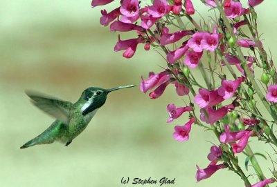 Costas Hummingbird (male) (2)
