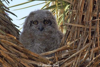 Great-Horned Owl (5)