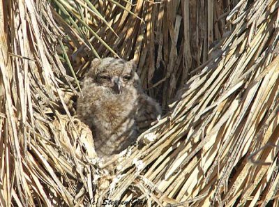 Great-Horned Owl (6)