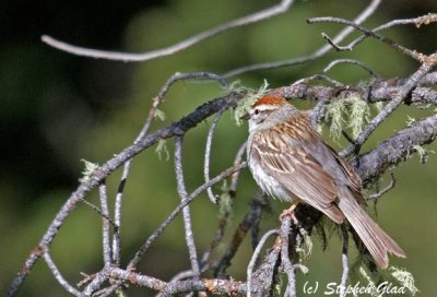 Chipping Sparrow