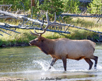  Bull Elk 6x6