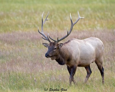 Bull Elk 6x6